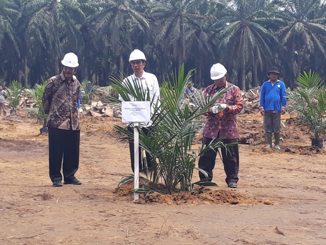 Jokowi: Peremajaan Sawit akan Menyetarakan Produksi