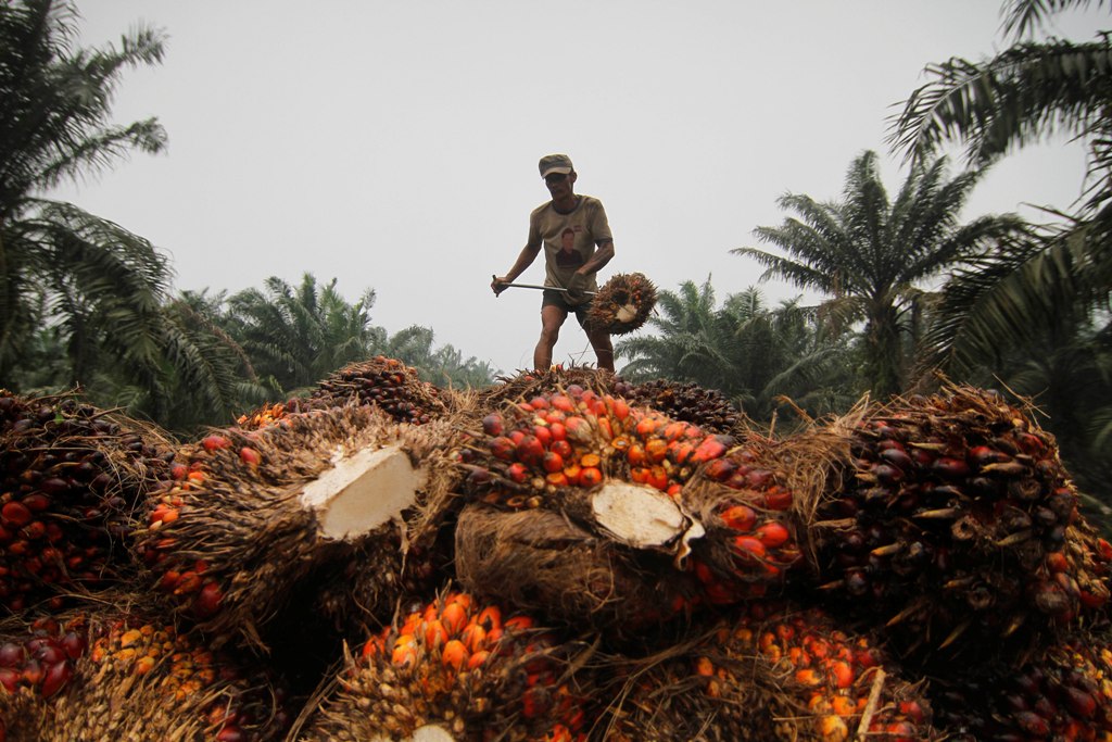 Memperjuangkan Sawit Indonesia hingga ke Vatikan