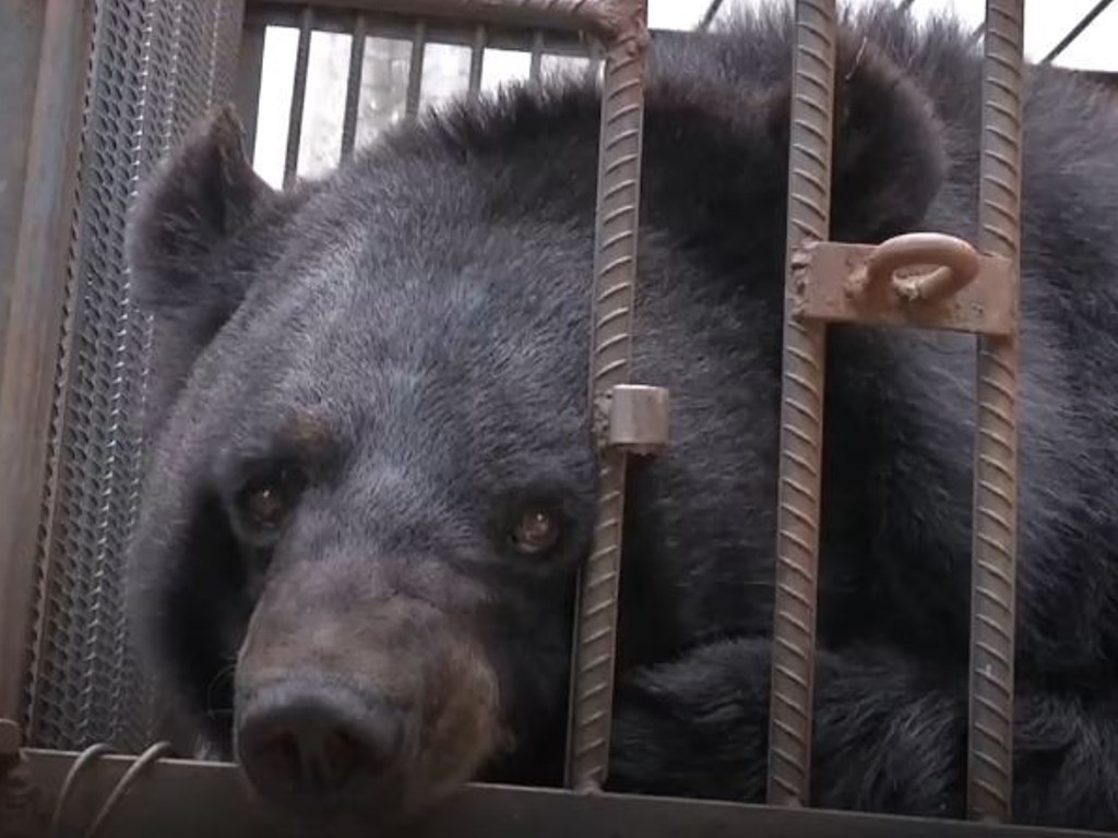 Dikira Anak Anjing, Keluarga di Tiongkok Pelihara Beruang