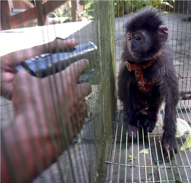 44 Satwa Dilindungi Disita dari Tiga Kabupaten di Riau