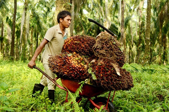 3.000 Ha Sawit di Babel akan Diremajakan