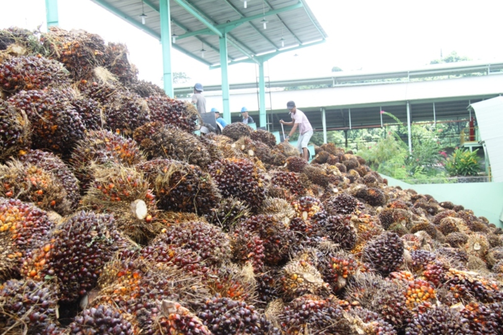 Ekspektasi Persediaan Melimpah, Harga CPO Melemah