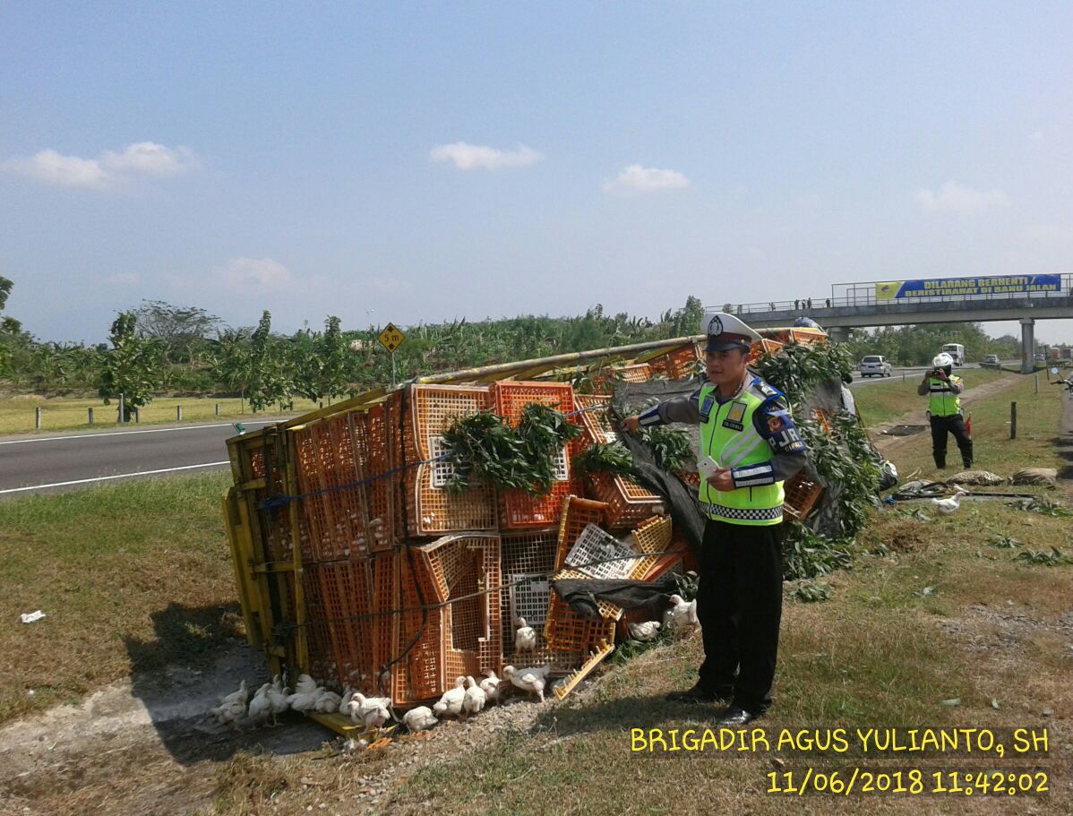 Truk Pengangkut Ayam Terguling Di Cipali Satu Terluka