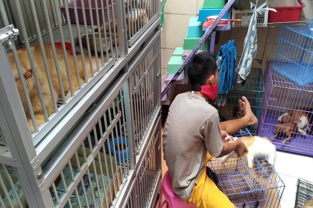Saat Lebaran, 40 Hewan Dititipkan di Pet Shop