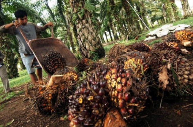 kelapa sawit