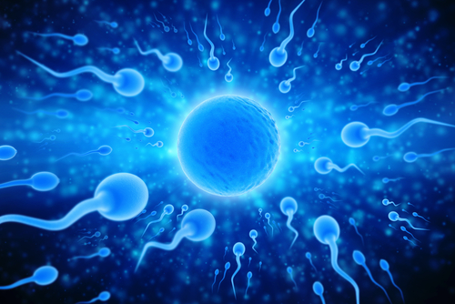 Benarkah Pria dengan Satu Testis Tidak Subur?