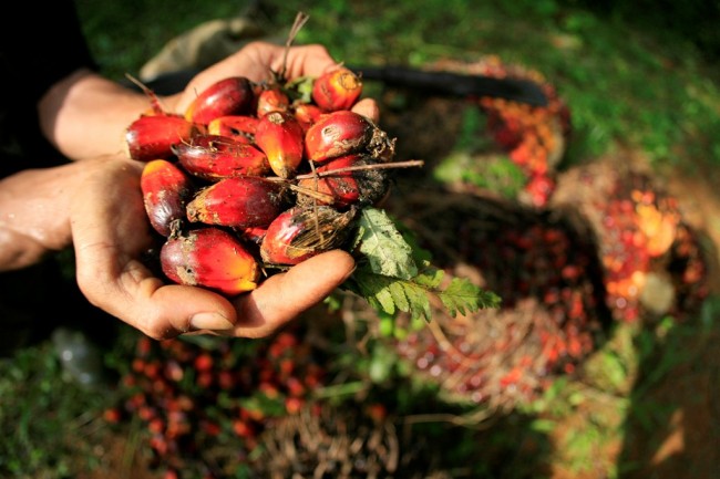 Rencana Amandemen Energi Terbarukan Uni Eropa Rugikan Indonesia
