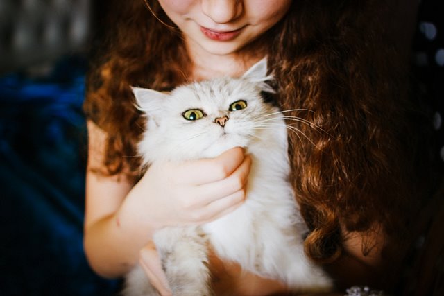 Manfaat Memelihara Kucing bagi Kesehatan Mental Anda