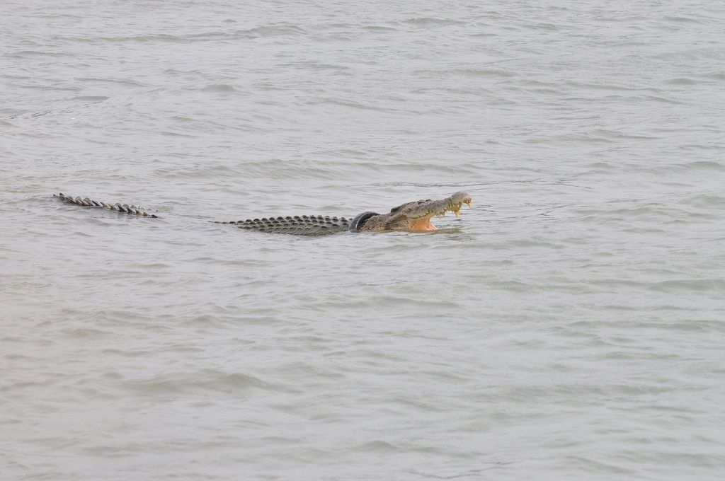 Pihak yang Teledor Melepas Buaya bisa Kena Sanksi