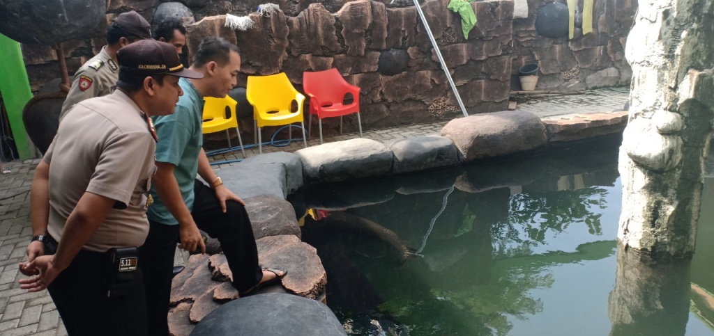 Arapaima di Jombang Dipelihara Sejak 2013
