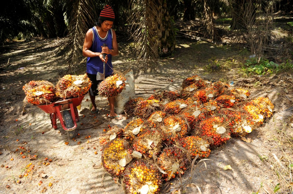 Harga CPO Masih Berpotensi Tertekan