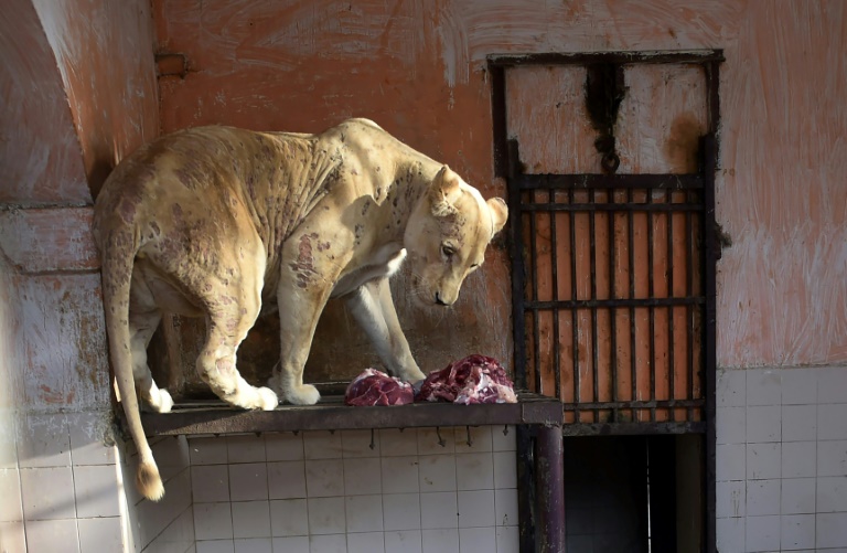 Shortage of Vets Spells Misery for Karachi Zoo Animals