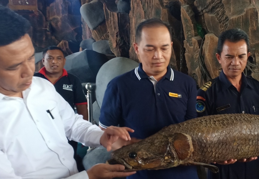 Polisi Ultimatum Pemelihara Arapaima di Jombang