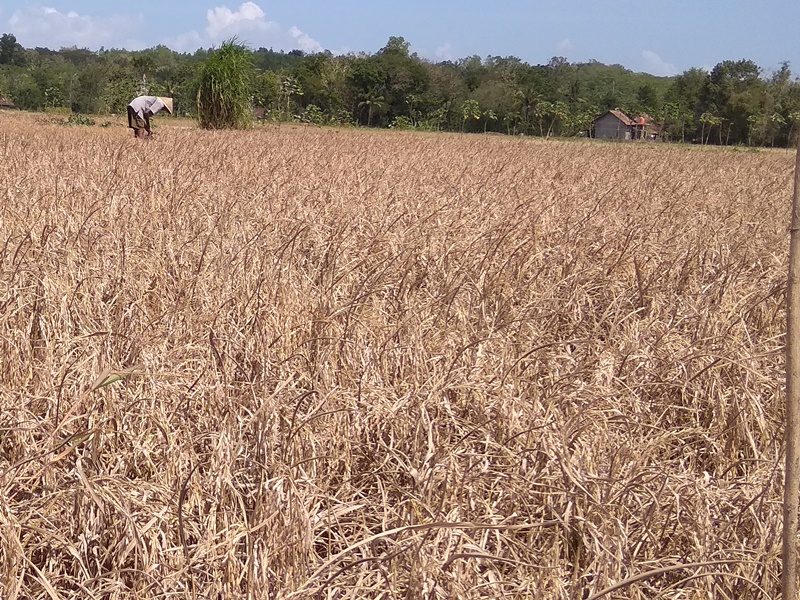 Petani Kulon Progo Gagal Panen