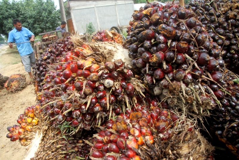 Perang Dagang AS-Tiongkok Gerus Harga CPO