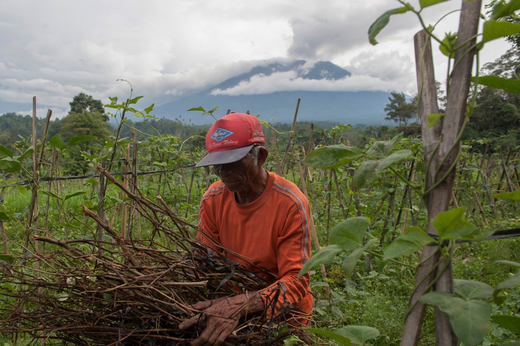 Sejumlah Petani Gagal Panen Akibat Erupsi Gunung Agung