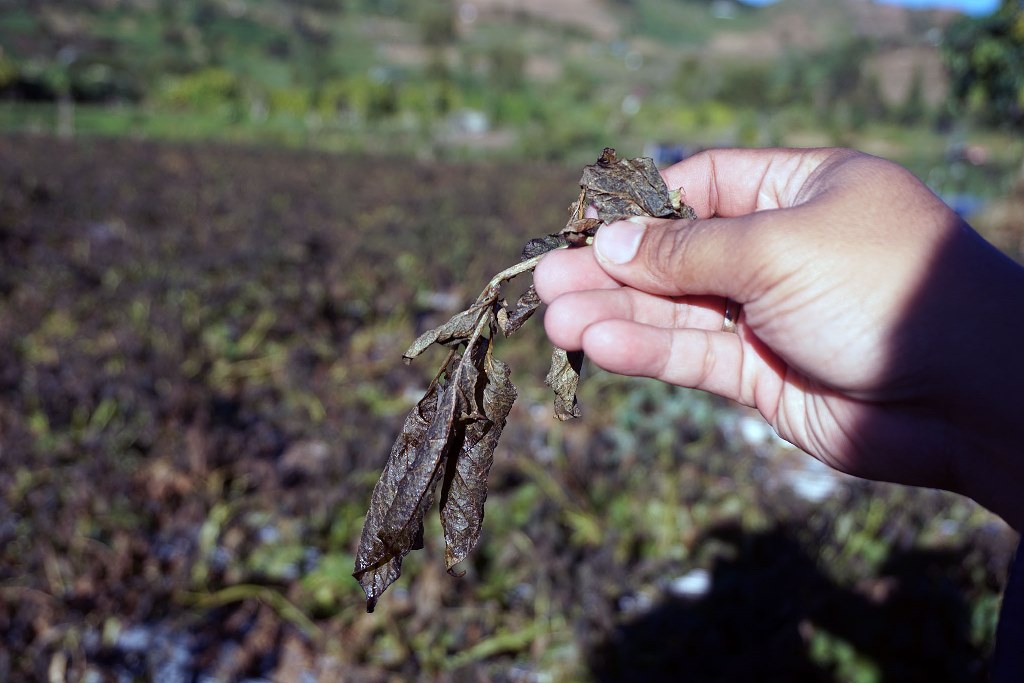 Petani Kentang Merugi Akibat Embun Beku Dieng