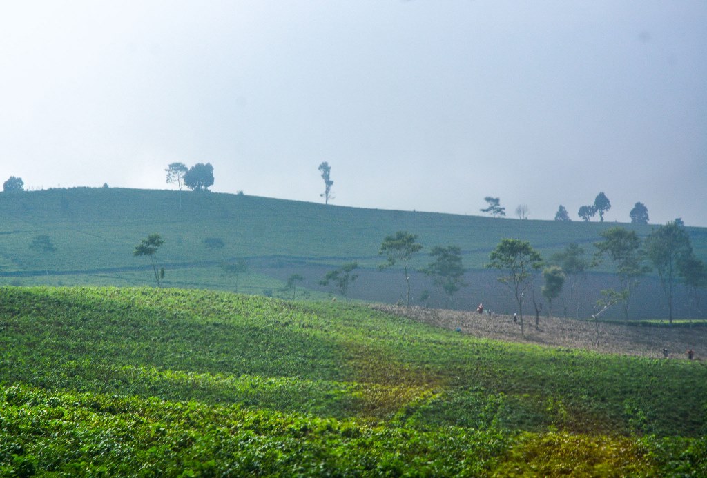 Embun Beku Juga Melanda Kaligua
