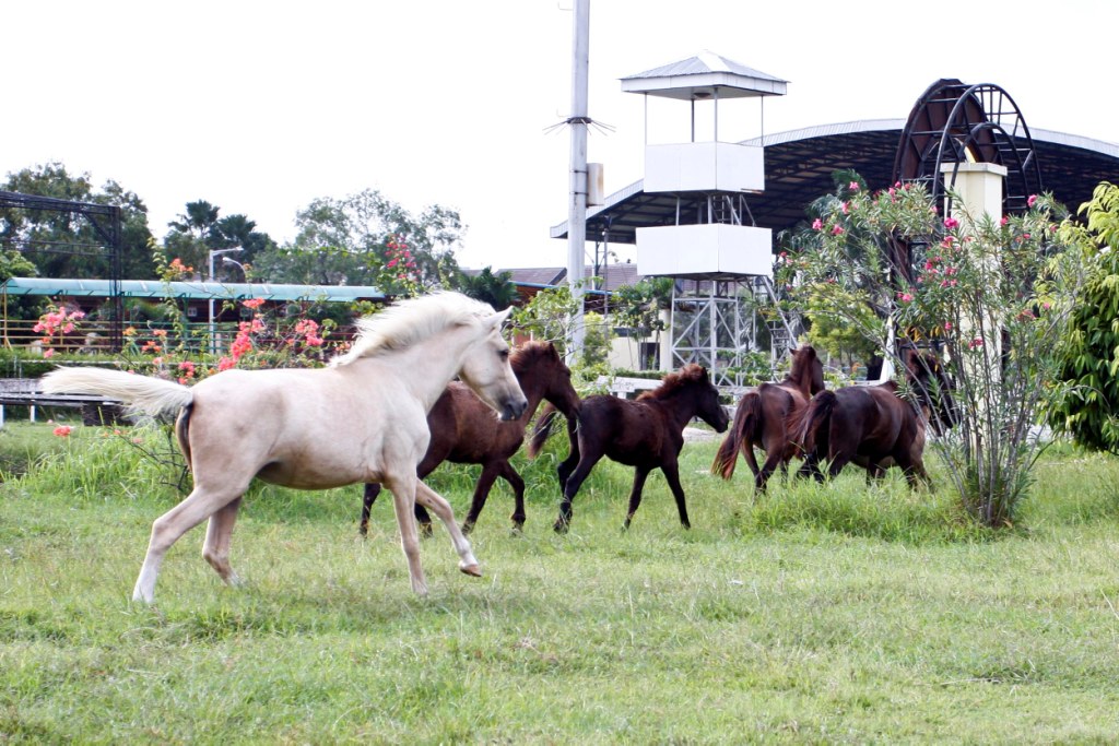 35 Masjid Dekat Venue Equestrian Dilarang Potong Kurban