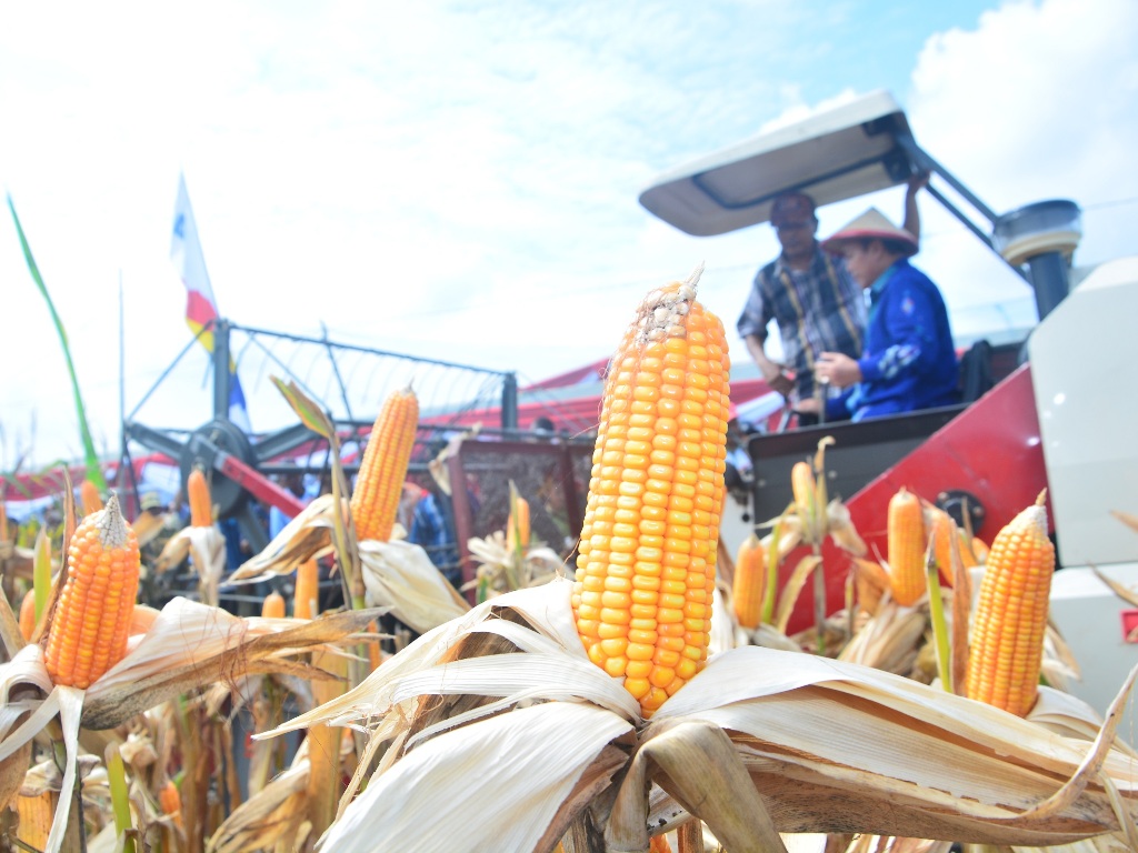 Pemkab Dompu Ekspor Jagung Ke Filipina