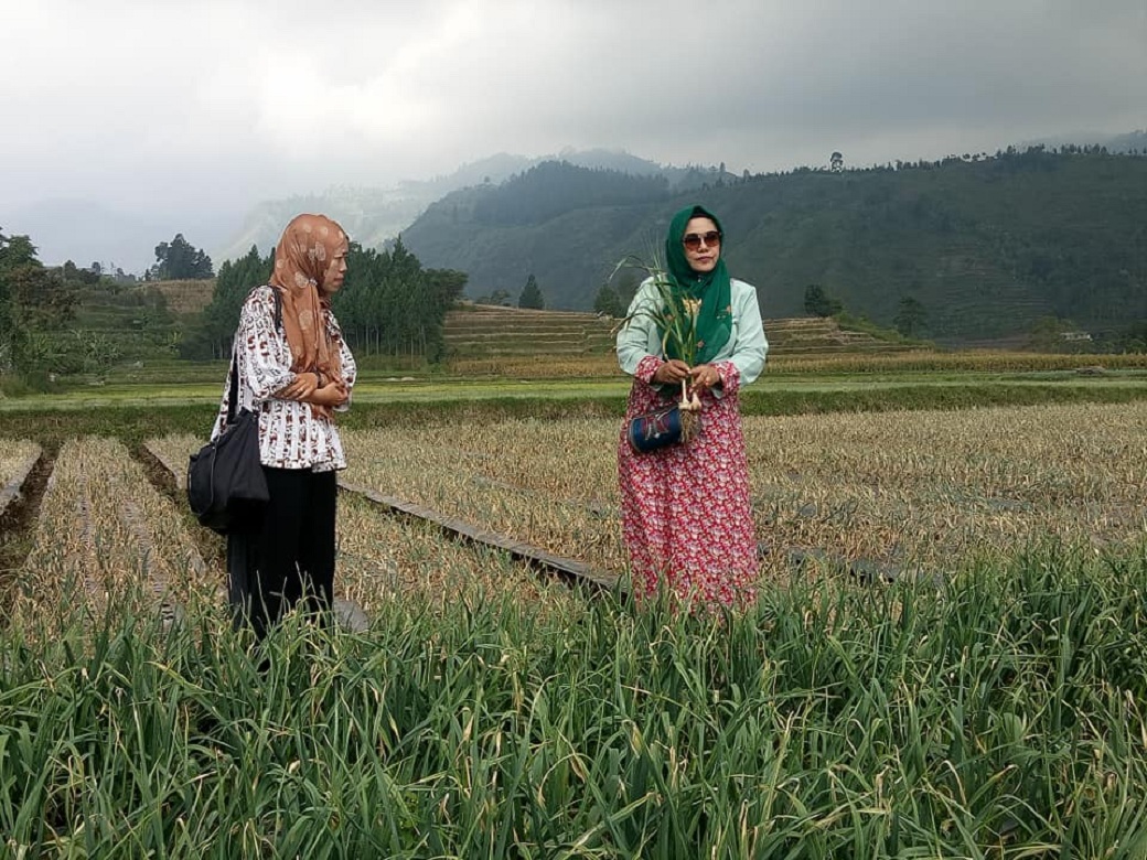 Tanaman Padi di Tegal Aman dari Puso