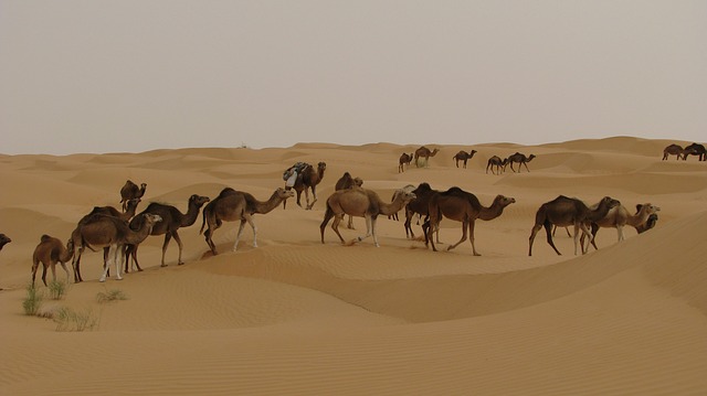 sapi kurban