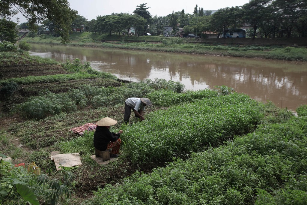 petani