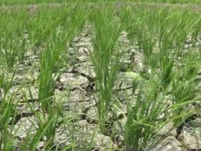 1.700 Hektare Lahan Pertanian di Bekasi Kekeringan