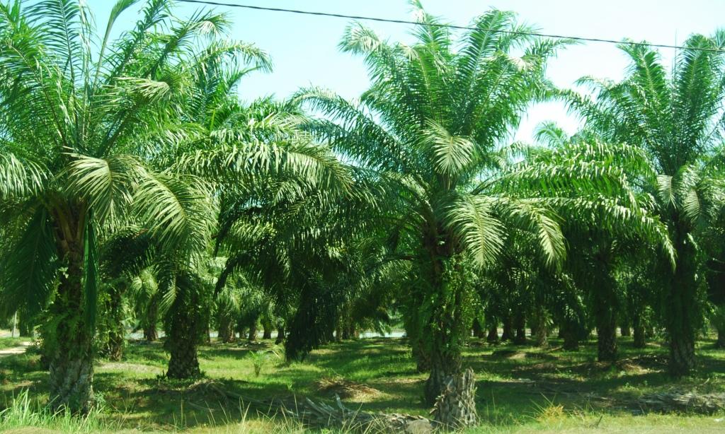 Kenaikan Cadangan di Malaysia Dapat jadi Beban Harga CPO