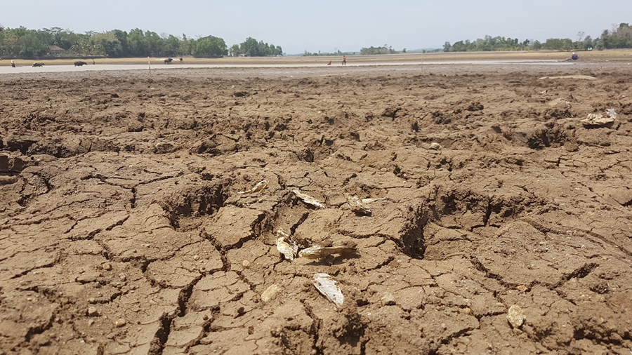 Air Setu Sedong Cirebon Menyusut Drastis Akibat Kemarau