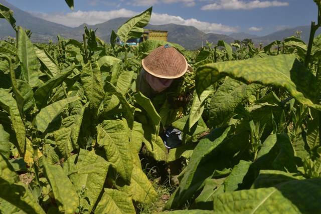Petani Tembakau di Temanggung Tolak Hujan Buatan