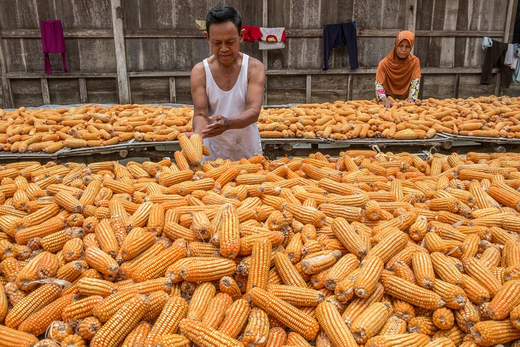 Peternak Minta Jagung Diprioritaskan untuk Dalam Negeri