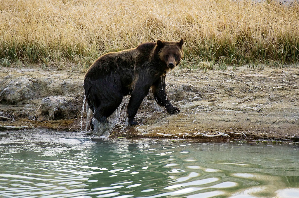 Pemandu Wisata Berburu Tewas Diserang Beruang di Wyoming