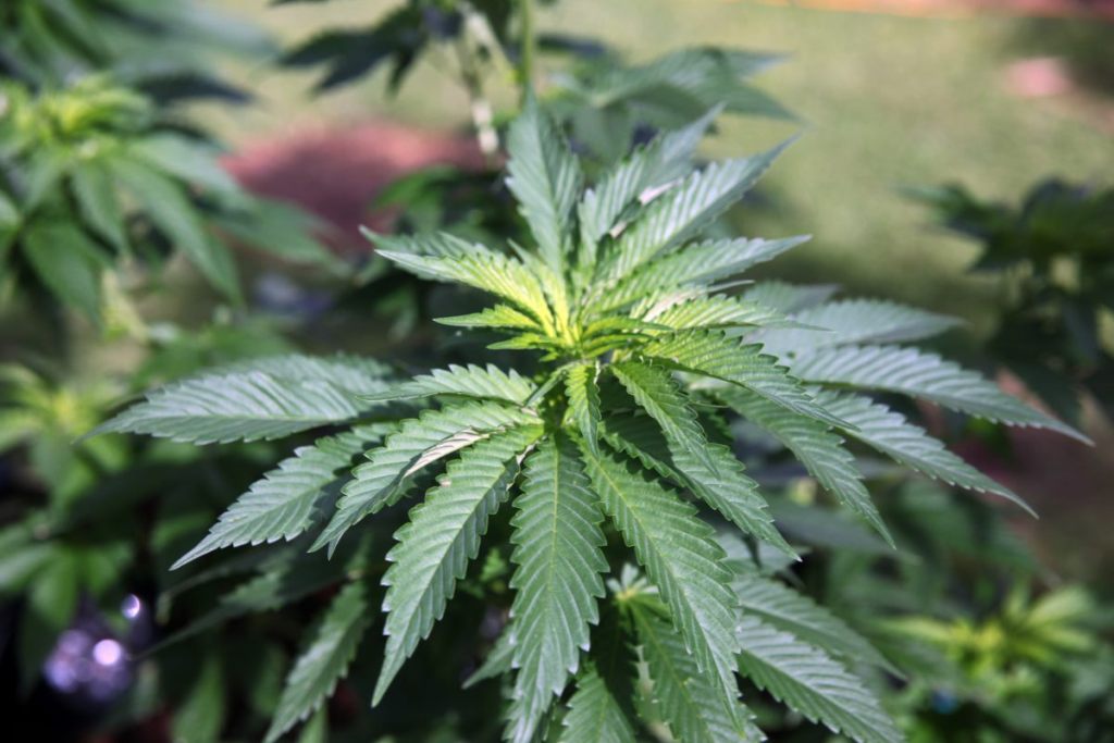 Malaysia akan Legalkan Ganja untuk Pengobatan
