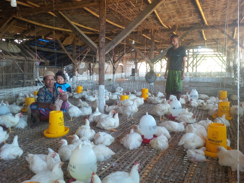 harga ayam