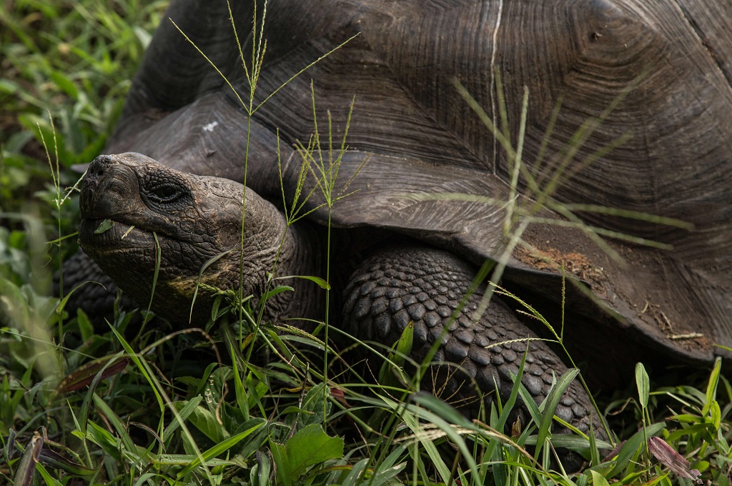 100 Kura-Kura Dicuri dari Kepulauan Galapagos