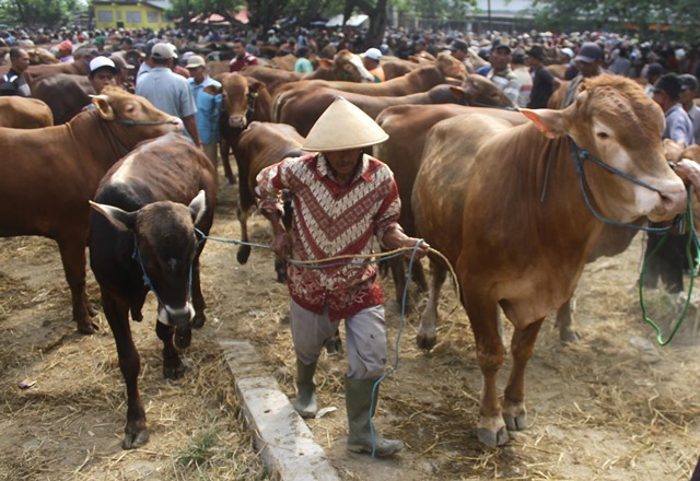 Mentan Sebut Jatim Terbaik Inseminasi Buatan Ternak Sapi