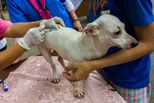 Anggaran Microchip Anjing di DKI Rp925 Juta