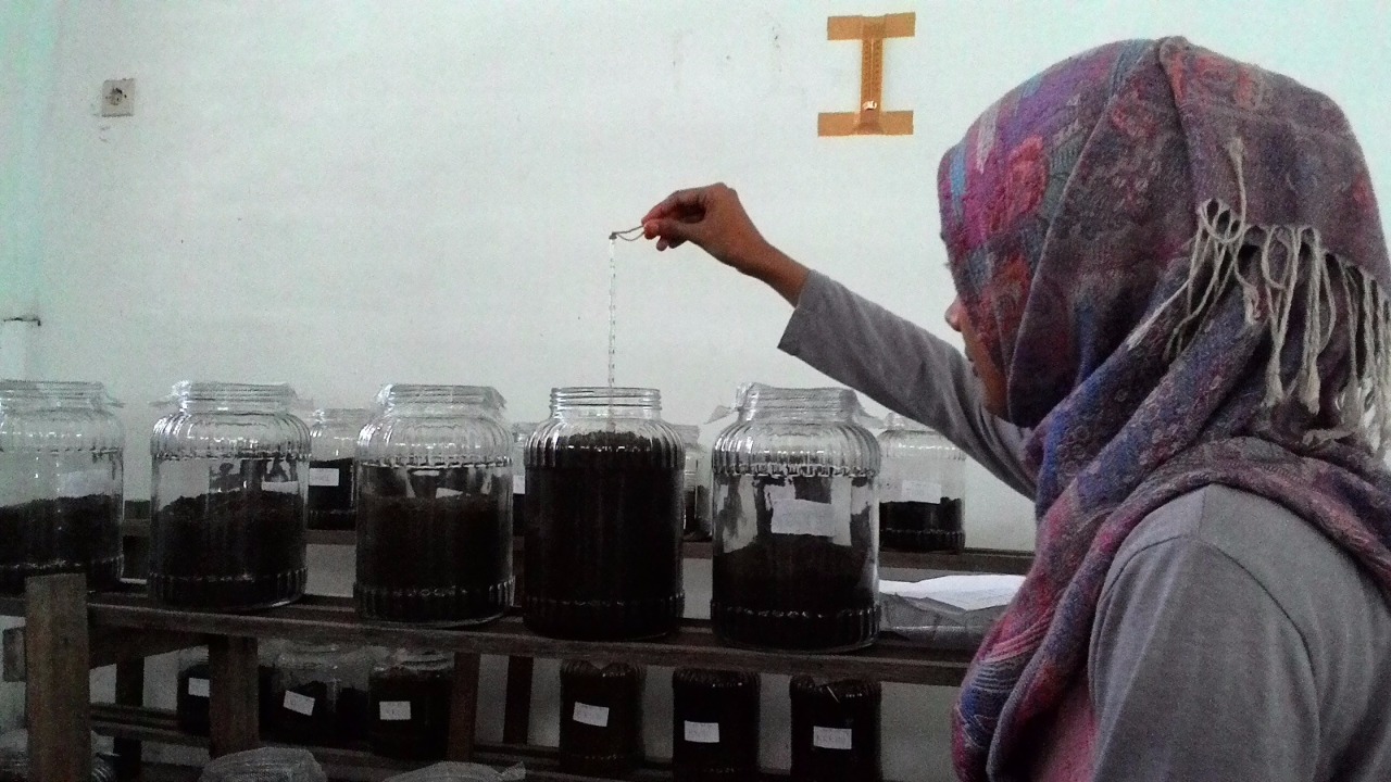 Limbah Sapi Diolah Jadi Obat Tanah Tercemar