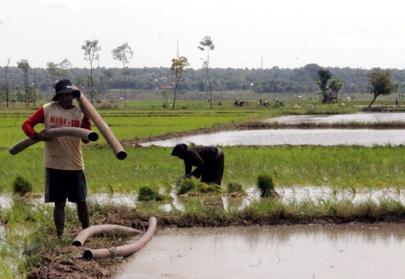 Petani Lebak Ditargetkan Tanam Padi 43 Ribu Ha