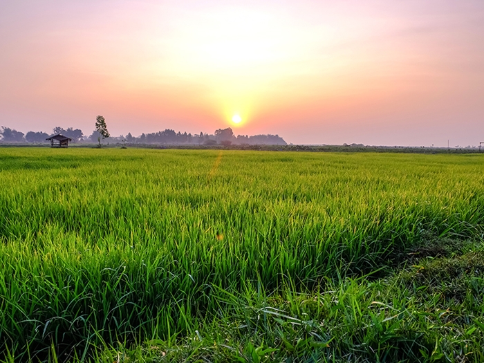 Pemkab Bantul Dorong Penerapan Teknologi Pertanian
