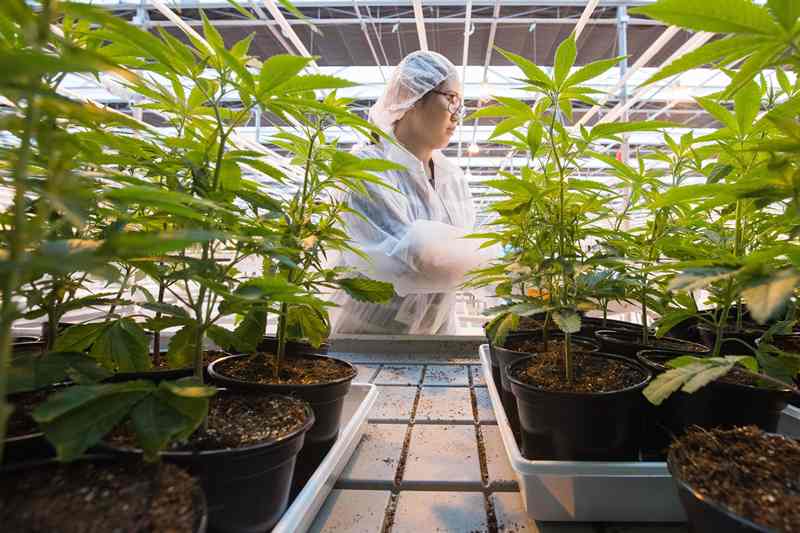 Meksiko akan Legalkan Ganja untuk Kendalikan Kekerasan