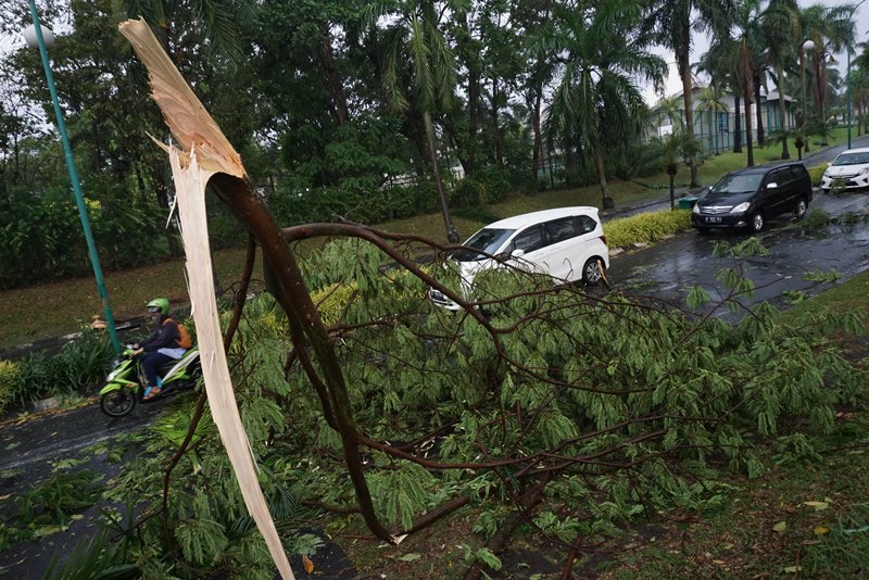 Tangsel Waspada Pohon Tua Rawan Tumbang