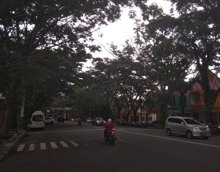 Ratusan Pohon di Bogor Rawan Tumbang