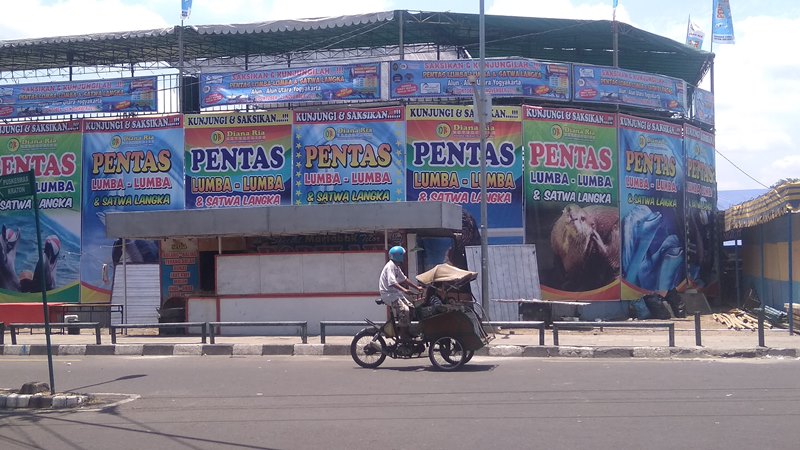 Pegiat Satwa Protes Sirkus Lumba-lumba di Yogyakarta