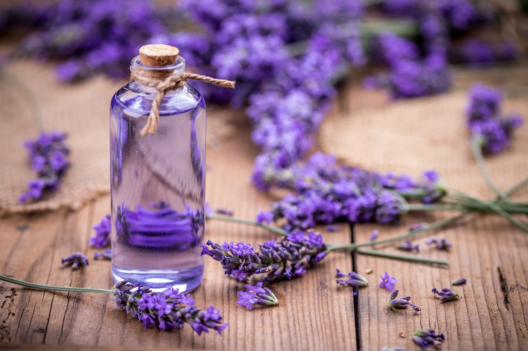 Aroma Lavender Efektif Kurangi Stres