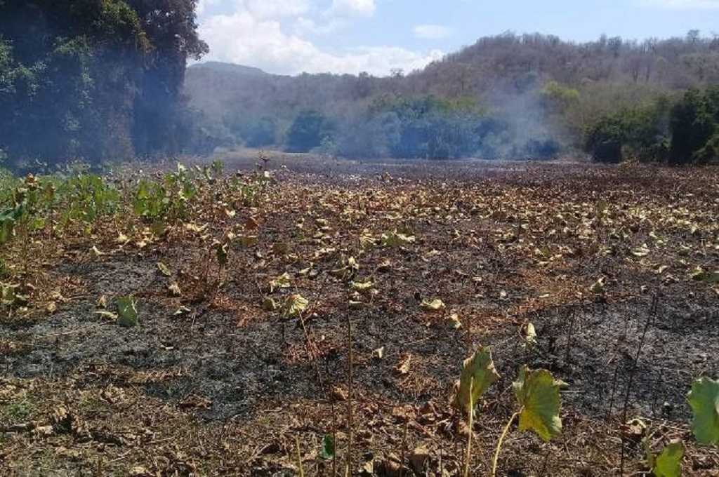 Danau Lotus Terbesar Kedua di Dunia Terbakar