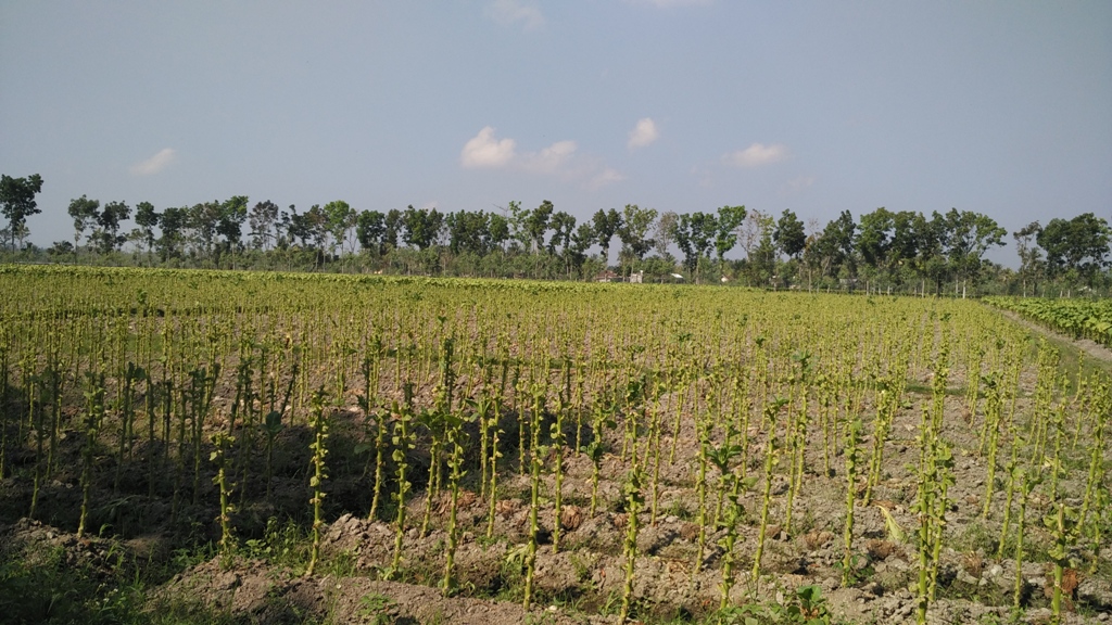 Pemerintah Diharap Bijaksana Rumuskan Penaikan Produksi SKT