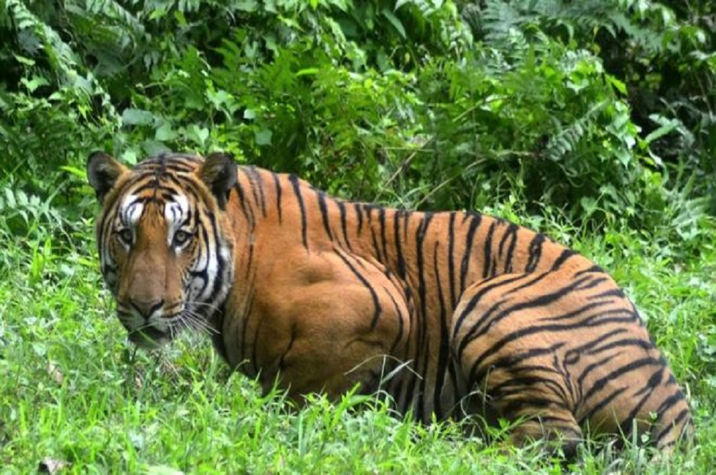 Harimau Pemangsa 13 Orang Ditembak Mati