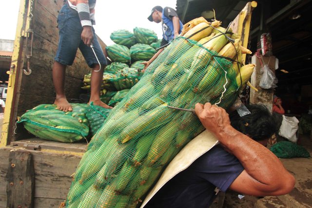 Penyimpangan Data Produksi Jagung Bisa Lebihi 100%